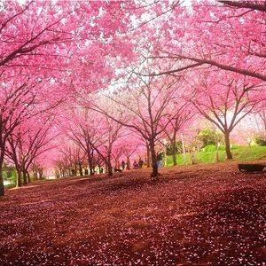 Meet your Posher, Jacqueline